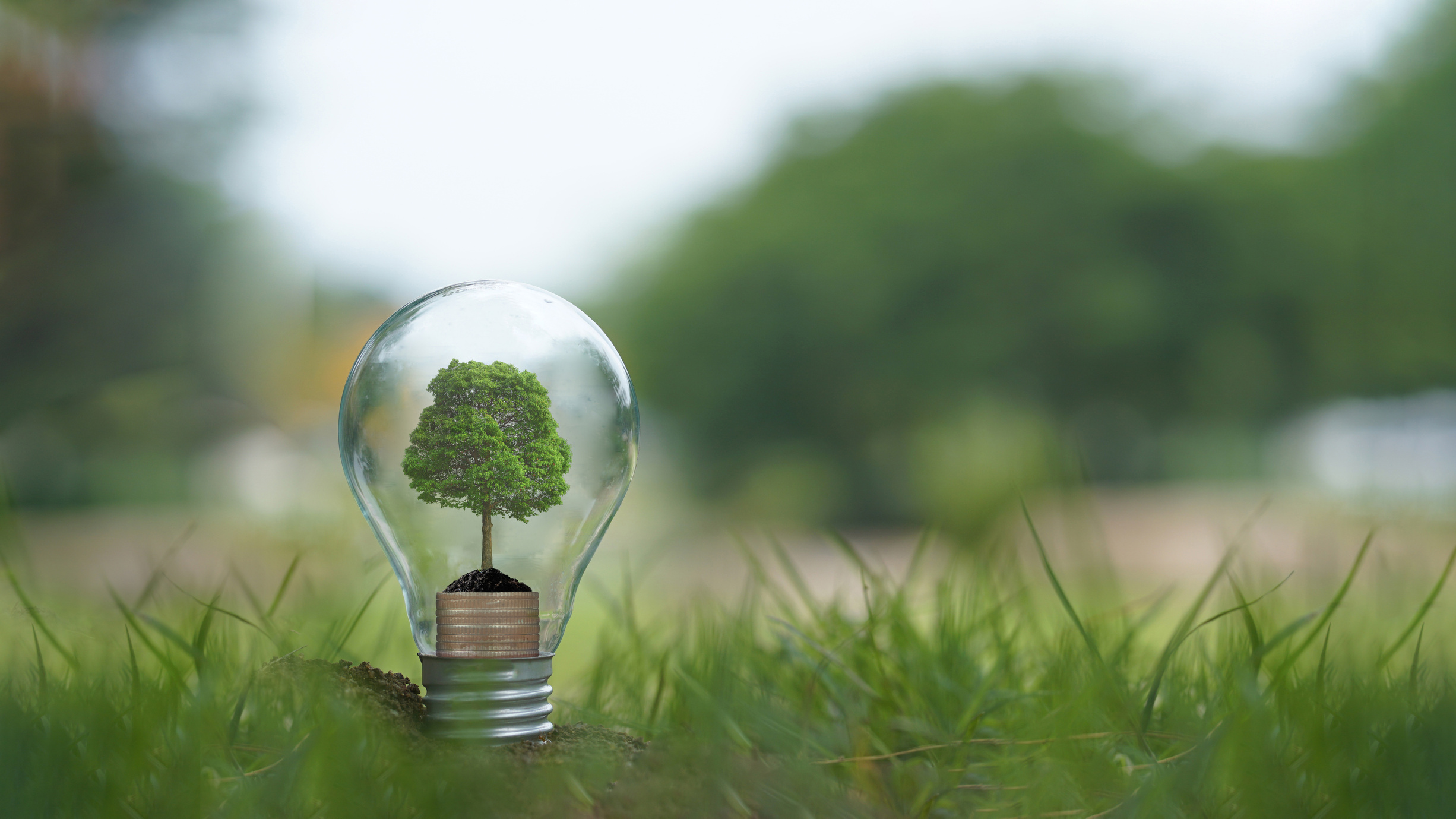 A tree growing in an energy efficient Light Bulb, the Concept of Environmental protection, renewable, sustainable energy sources and Environmentally Friendly.